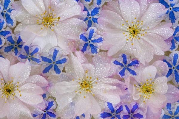 Cherry blossoms and blue flowers with dew
